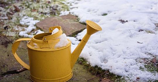 Metal watering can covered with snow