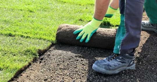 Worker laying rolled turf
