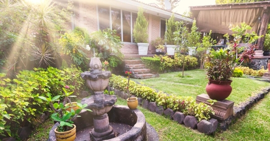 Sun beams over a lush garden