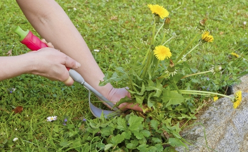 Debunking Landscaping Myths in Albuquerque